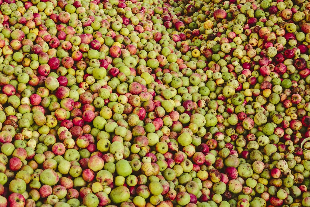 Cosecha Manzana Maeloc 2