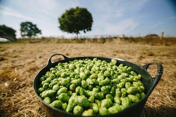 Cosecha Lúpulo 2016 343