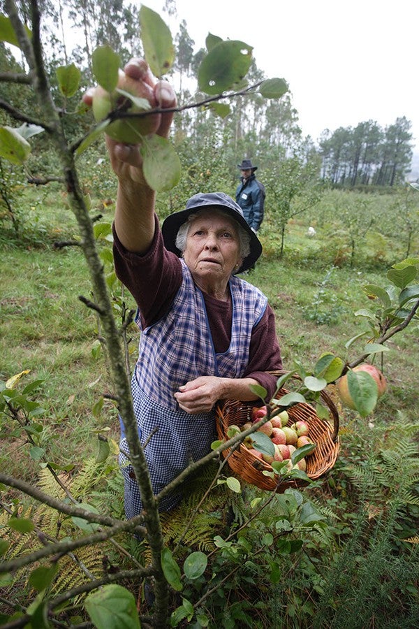 RECOGIDA DE MANZANA PARA SIDRA MANZANOVA