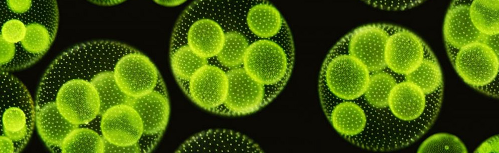 Microorganismos