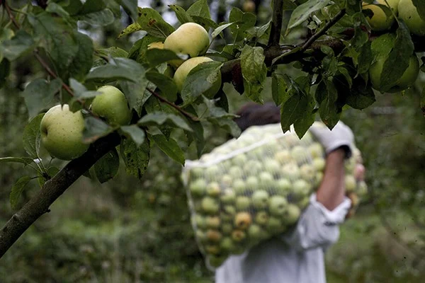 Manzana 2