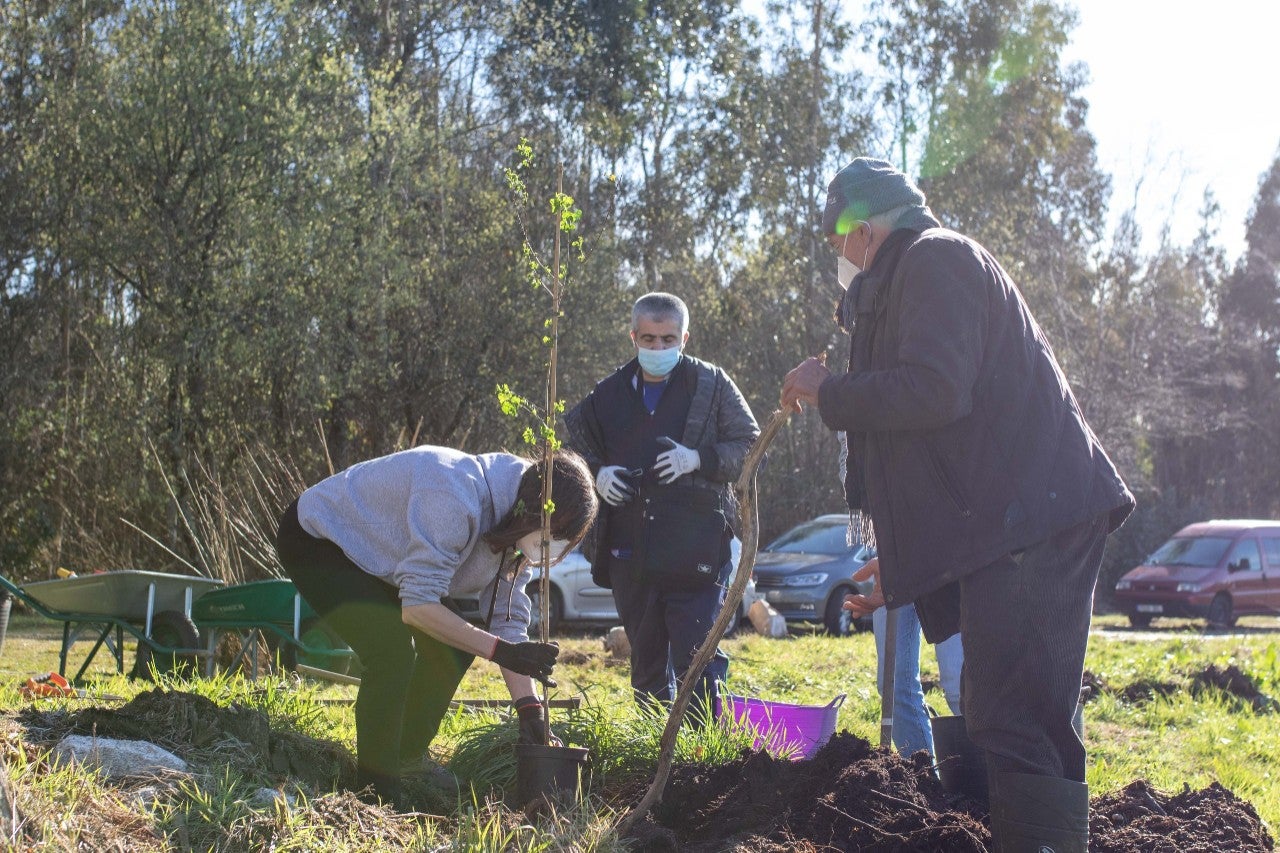 Reforestacion 1
