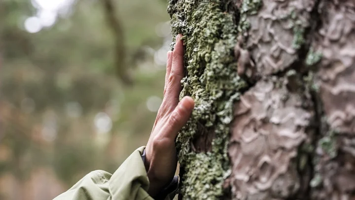 Cabreiroa y WWF Espana Restauraran un Paisaje Gallego Afectado por Incendios