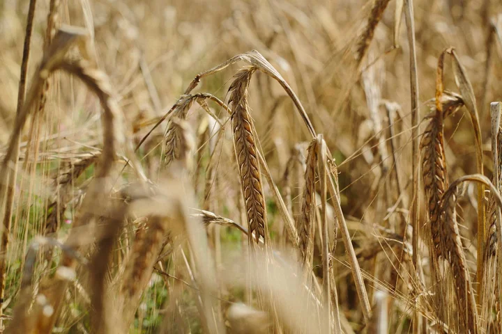 cultivo de trigo