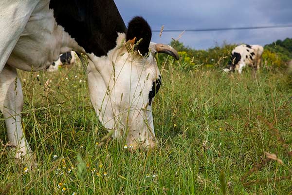 VACA