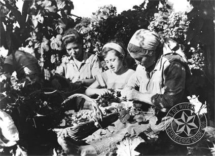 trabajadoras