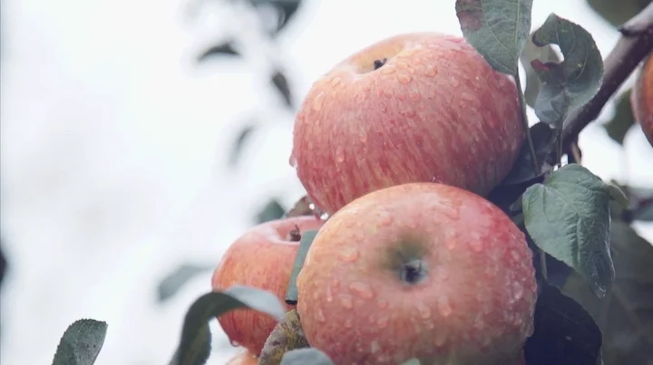 Manzana 1