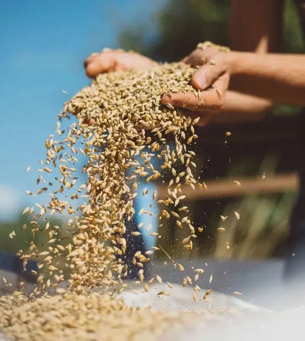 grano cebada