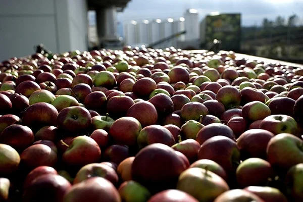 MANZANOVA SIDRERIA GALEGA 
RECOGIDA DE MANZANA PARA SIDRA