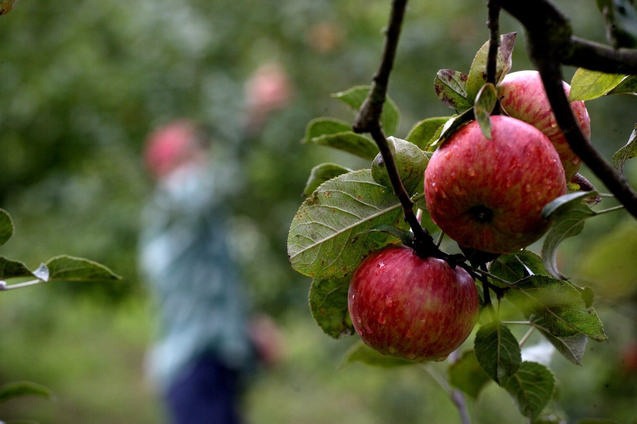 12 10 Manzana 29