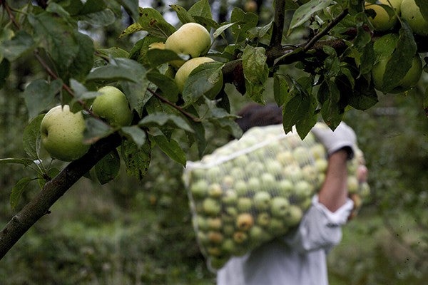 Manzana 2