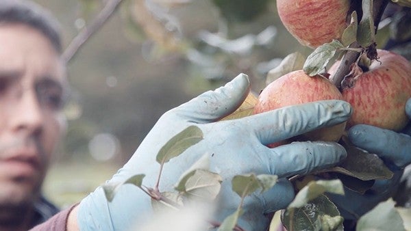 Manzana 6