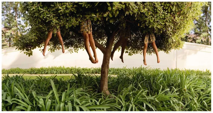 Arbol Ellen Kooi