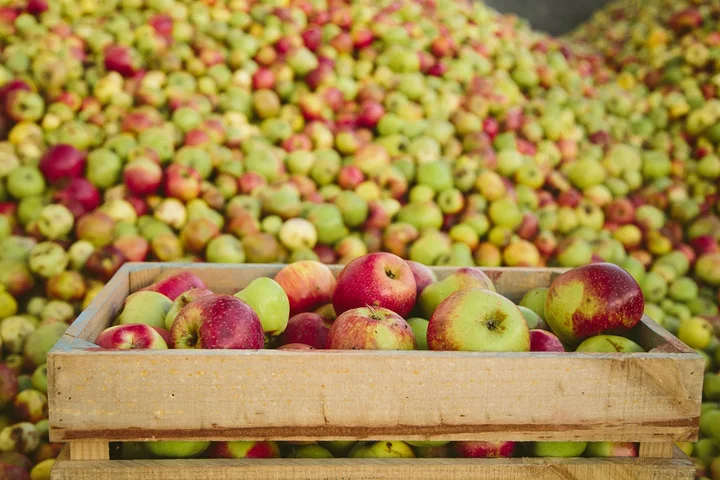 Manzanas 2016 49