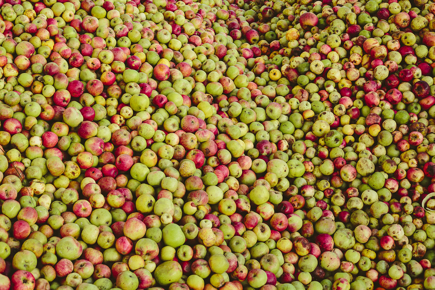 Más de 1.000 cultivadores acercarán la cosecha de manzana a Custom Drinks