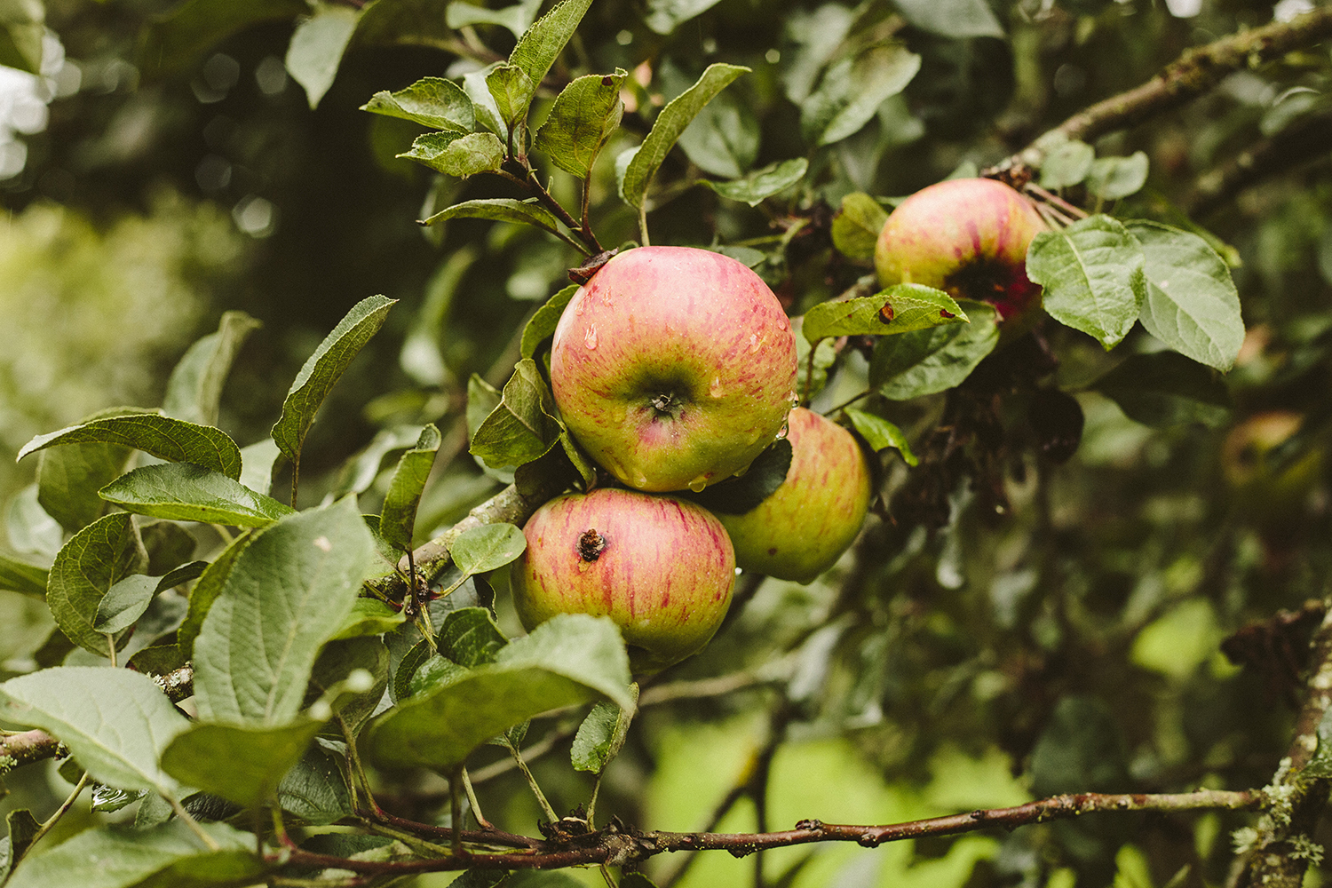 Más de 1.000 cultivadores acercarán la cosecha de manzana a Custom Drinks